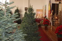 Impodobirea Sfintei Biserici cu braz,i Decembrie 2009 069