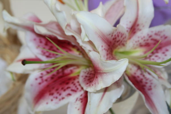 Cununia lui Vadim si Alina 011